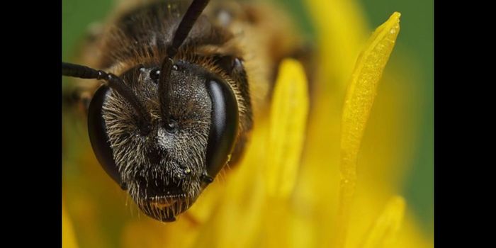 Bee Study Connects Social Behavior with Gene Variants