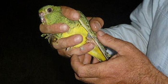 Scientists Manage to Tag a Rare Night Parrot Thought to be Extinct