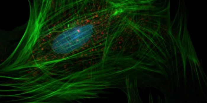 First Novel Compounds to Inhibit Cancer-Linked Enzymes
