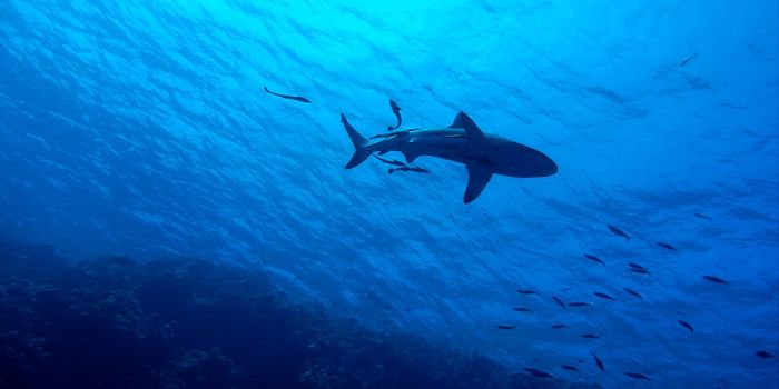 Even This 'Untouched' Habitat Exhibits Human-Driven Shark Population Declines