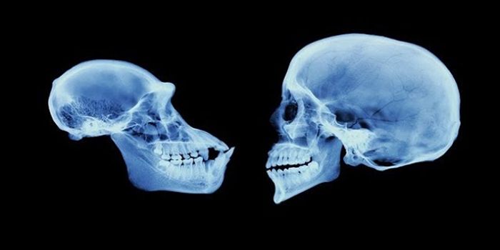 The Genetic Burden of Being Human