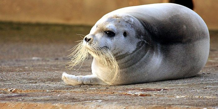 Can Arctic Bearded Seals Compete with Human Noise?