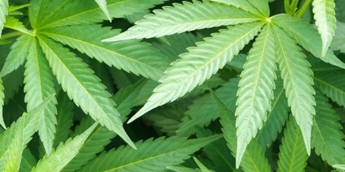 Long-Term Marijuana Use Rewires Brain's Reward Circuits