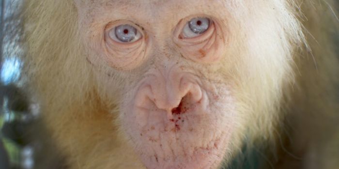 Officials Successfully Rescue Captive Leucistic Orangutan on Borneo
