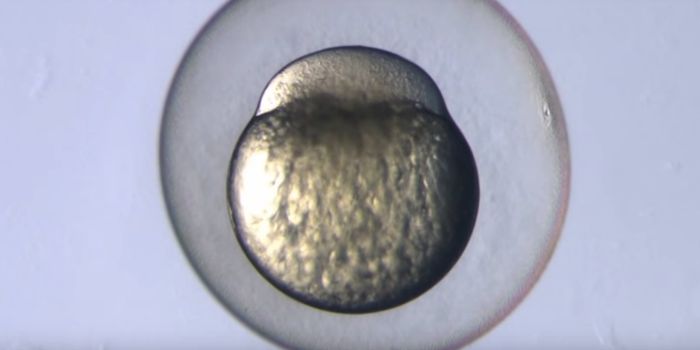 Fish Models Provide New Insight Into Rare Genetic Diseases