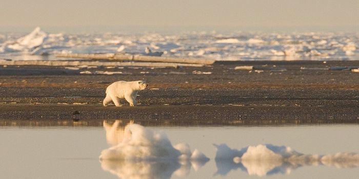 Polar Bear Populations Could Collapse by 2100