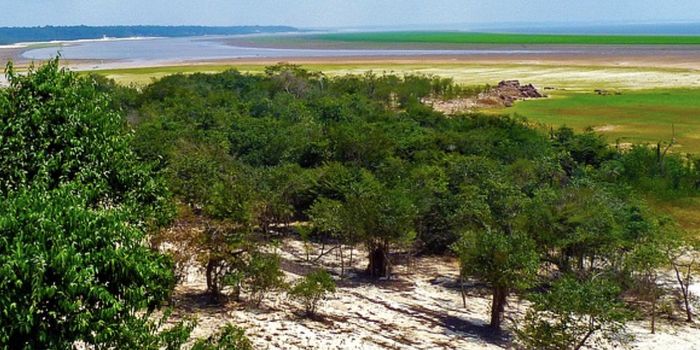 The Stress of Drought Increases VOC Emissions from Rainforest Soil Microbes