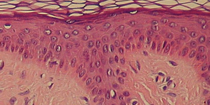 Scientists Discover a New Part of the Human Body