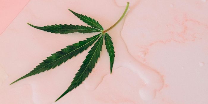 Over 1/3 of Older Veterans Who Use Cannabis Have CUD