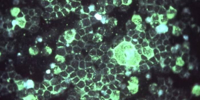 Revealing How a Common Virus Evades the Immune System