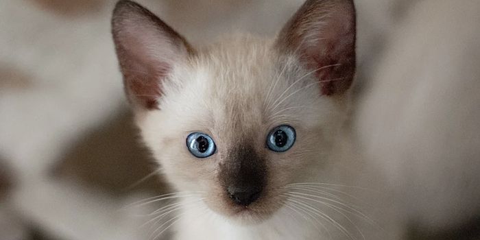 How CRISPR Can Help Create a Vaccine for a Common Parasite