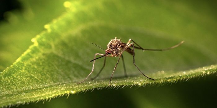 An Engineered Antibody Can Prevent Malaria