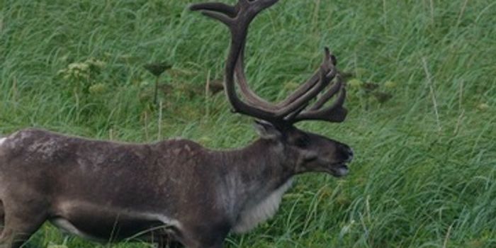 Reindeer Numbers Decline In China