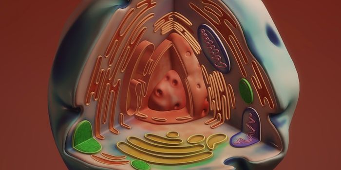 Revealing How Mitochondria Organize Their DNA