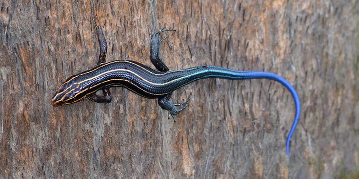 Do Blue Tails on Some Lizards Serve an Important Purpose?