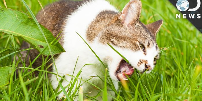 Why do cats and dogs eat grass?