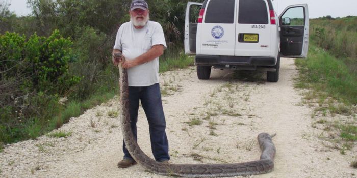 This Giant Snake Had Three Deer in its Belly
