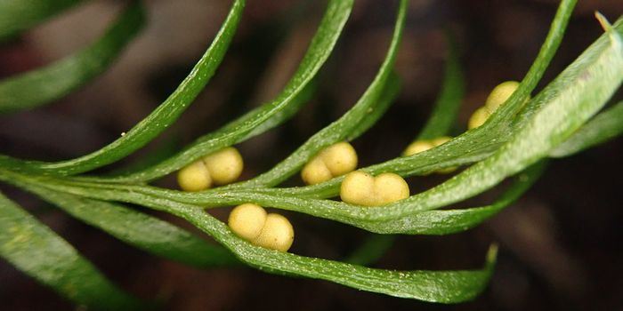 A Tiny Fern with the World's Biggest Genome