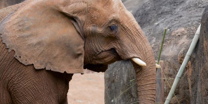 Elephants Compress Small Food Bits With Their Trunks Before Picking it Up