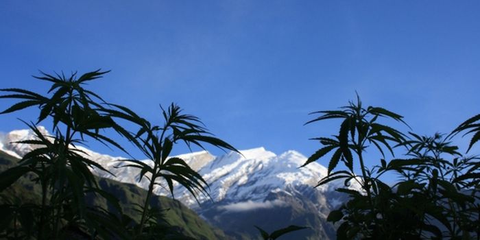 Brain Cells, Weed and How Memory Loss Happens