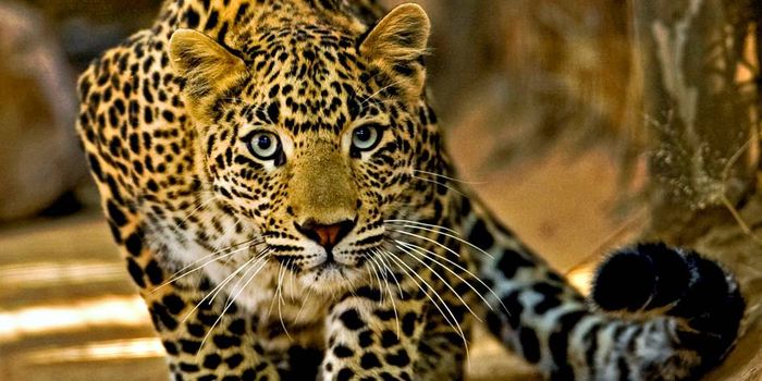 Leopards Estimated to Have Lost Up to 75% of Their Historic Roaming Space