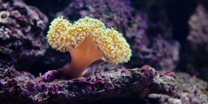 Hawaiian Seamounts Recovering, Thanks to 40 Years of Protection