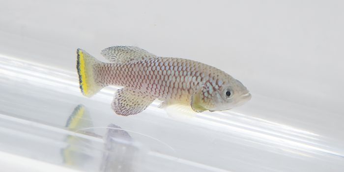 Killifish Research Model Shows Antibody Diversity Declines with Age