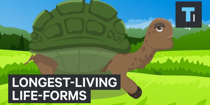 Compared to Other Organisms, Humans Really Don't Live Very Long