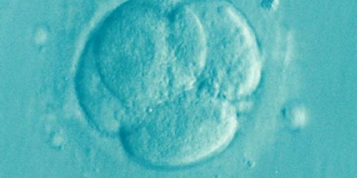 IVF Success Rates for Fresh Embryos vs. Frozen