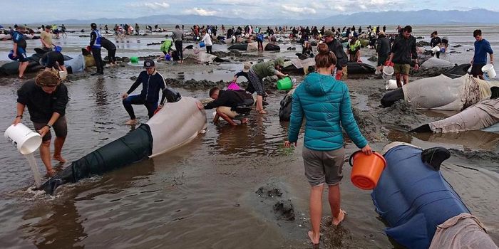 Massive Pilot Whale Strandings in New Zealand