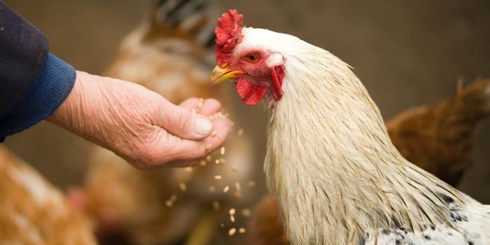 Taboo Bird Flu Vaccines Considered in Europe Amid Poultry Outbreak