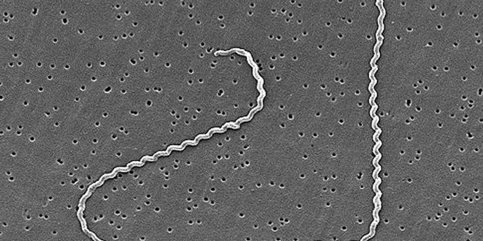 A Potential Leptospirosis Vaccine is Created