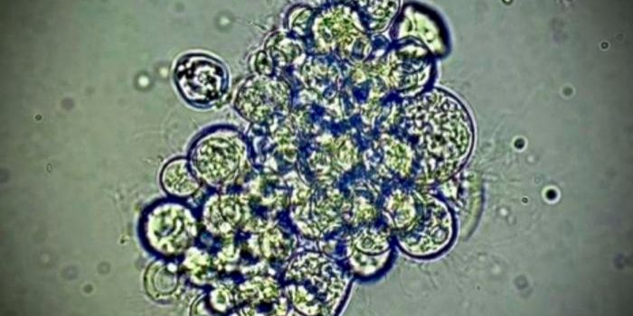 A Fungus is Decimating Amphibians. Can a Virus Save Them?