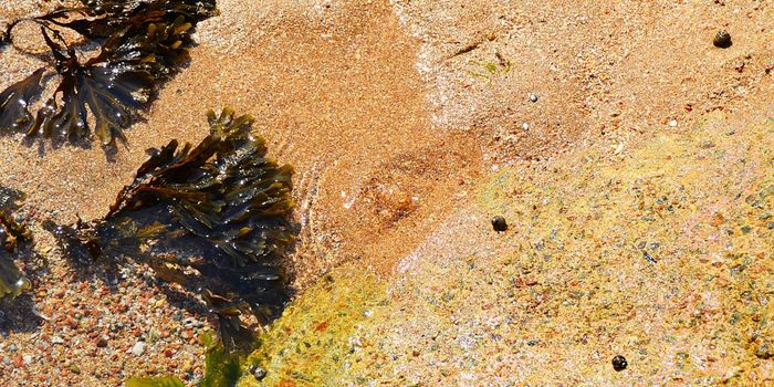 Brown alga provides hope for cancer remedy