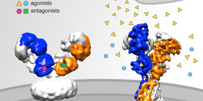 New Insights into the Structure of the NMDA Receptor