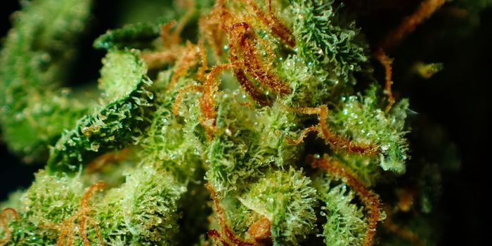 Frequent Cannabis Use Does Not Increase Pain Sensitivity