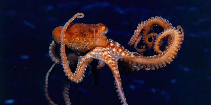 Morphing Octopuses Have Unique Motor Control Strategy for Their 'Odd' Forms