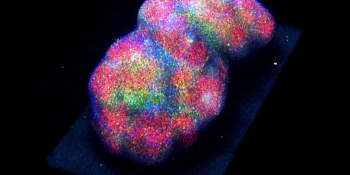 Nervous System Control of T and B Lymphocytes