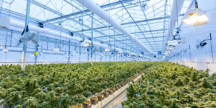 Growing Cannabis Indoors is Not Eco Friendly