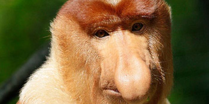Probing Proboscis Monkeys