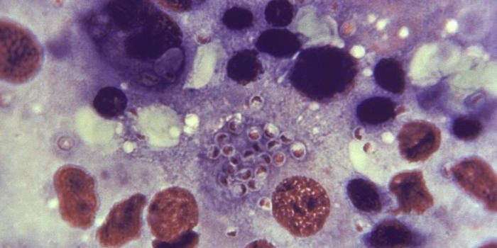 Immune Cells Can 'Smell' Their Environment