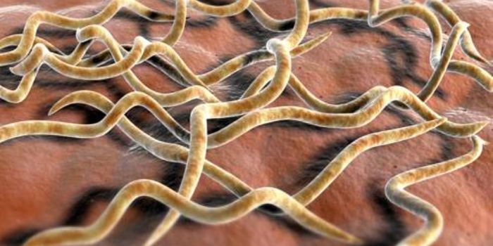 Brachyspira pilosicoli: An Emerging Pathogen?