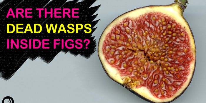 Are Figs Full of Baby Wasps?