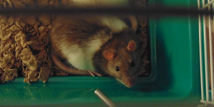 Improving Antirejection Medications in Heart Transplant