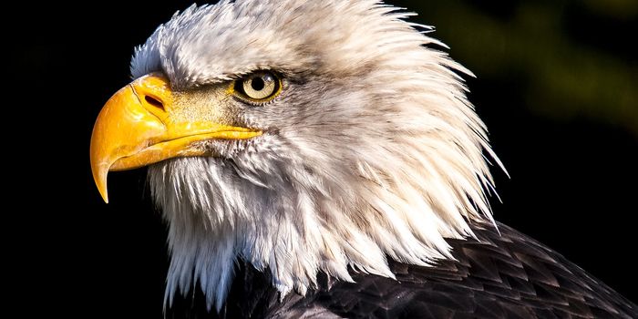 Protecting Eagle Nests from Humans Assists Reproduction, Study Finds