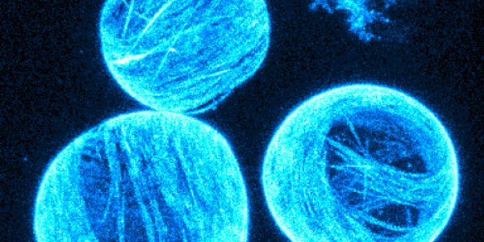 Preventing the Spread of Cancer with Copper Molecules