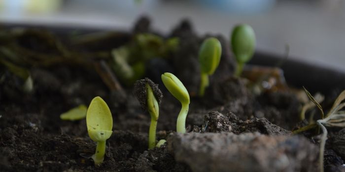 Satellite Data Sheds Light on Plant Water-Use Behavior