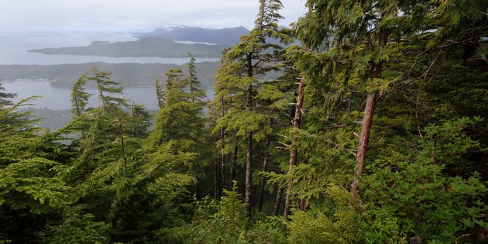 Will Congress fell Tongass's 800 year-old trees?