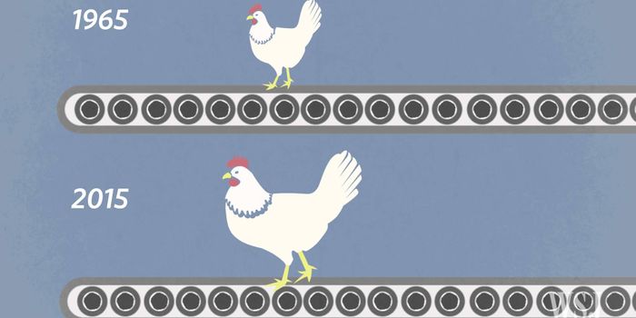 The Problem With Growing Bigger Chickens