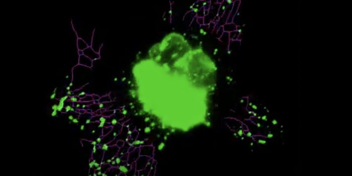 A Close Connection Between Two Organelles is ID'ed